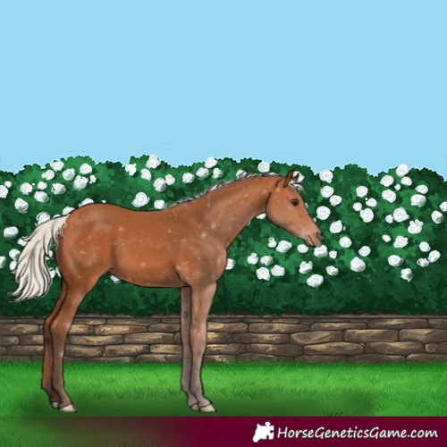 Horse Color:Silver Bay 
