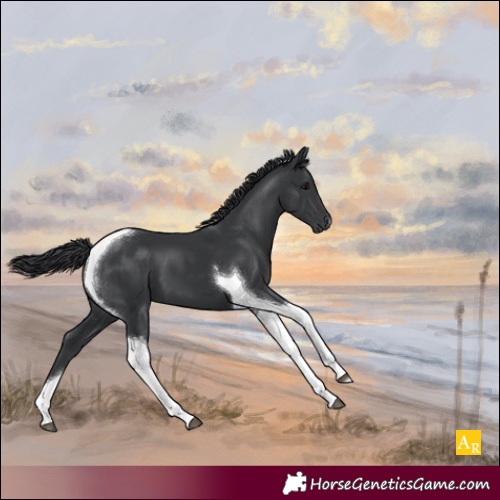 Horse Color:Black Tobiano 