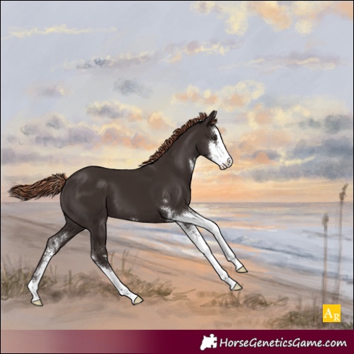 Horse Color:Liver Chestnut Sabino 