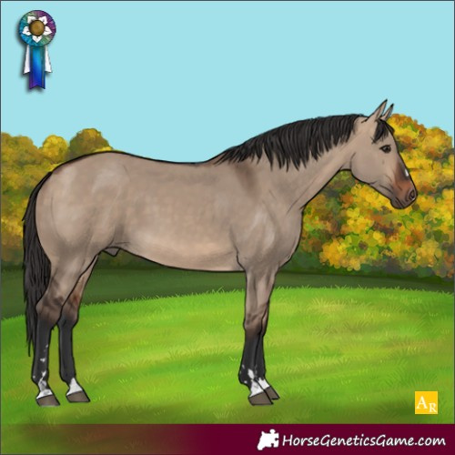 Horse Color:Bay Dun 