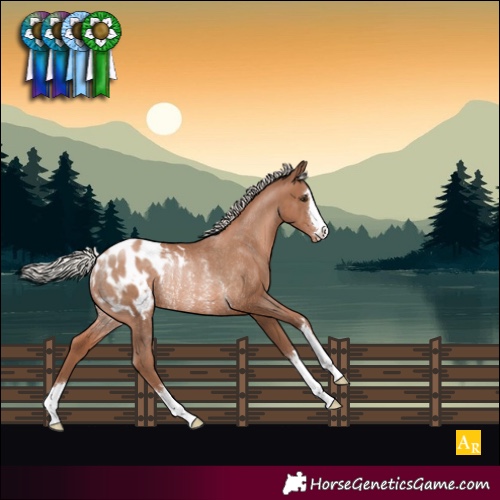 Horse Color:Silver Black Pearl Appaloosa Rabicano 