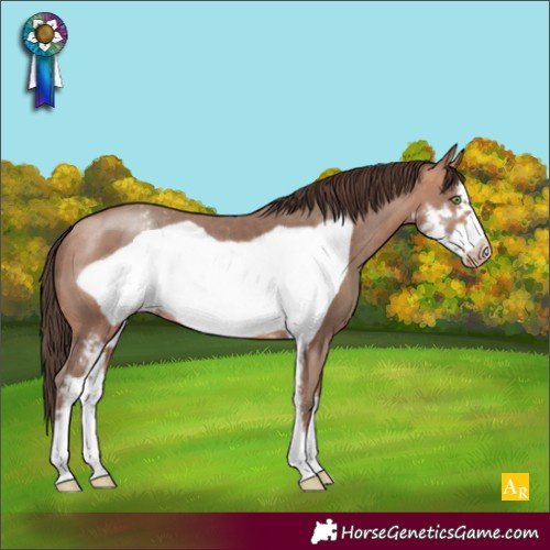 Horse Color:Amber Champagne Sabino Frame Appaloosa 