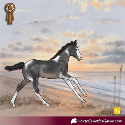 Horse Color:Black Tobiano Appaloosa 