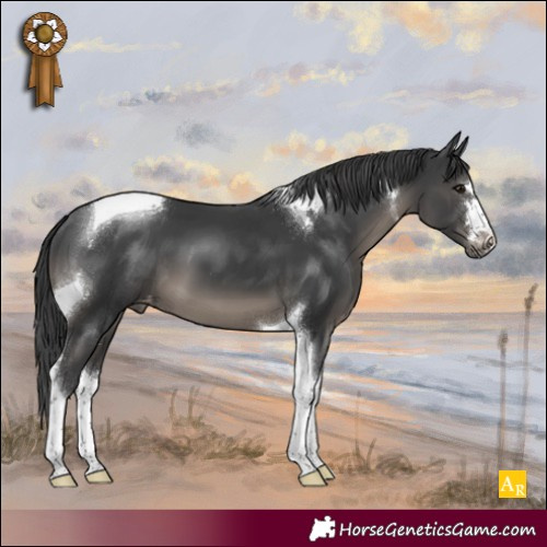 Horse Color:Black Tobiano Appaloosa 