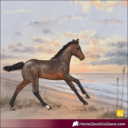 Horse Color:Brown 