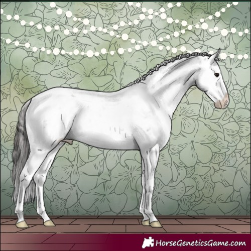 Horse Color:Buckskin Sabino Appaloosa 