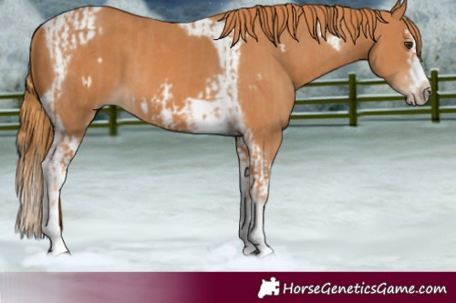 Horse Color:Chestnut Splash Frame and Chestnut Splash Tobiano Frame