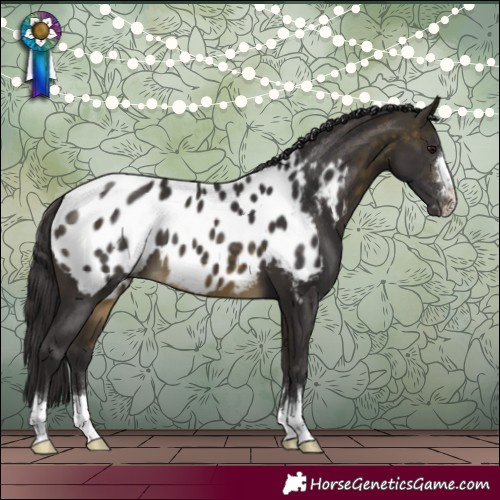 Horse Color:Buckskin Blanket