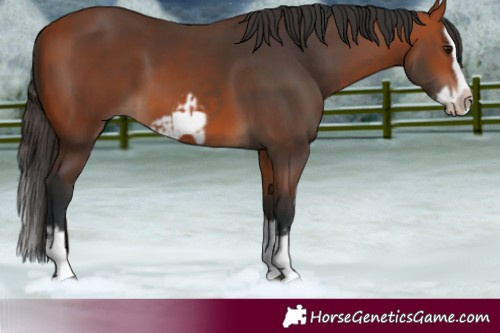 Horse Color:Bay Splash Frame  and Bay Splash Frame 