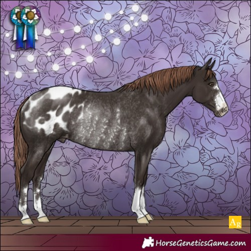Horse Color:Liver Chestnut Appaloosa Rabicano 