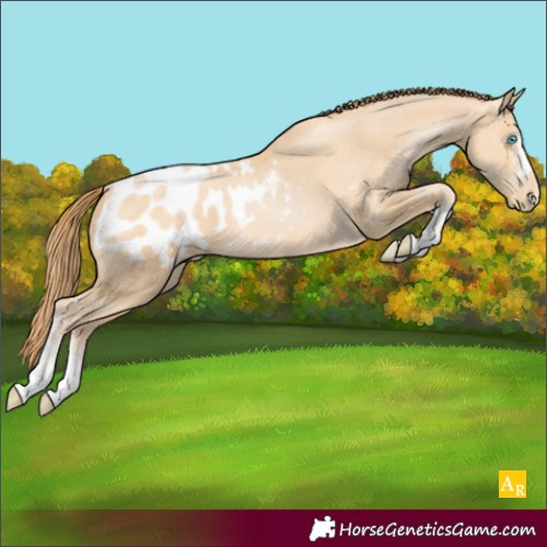 Horse Color:Buckskin Pearl Sabino Appaloosa 