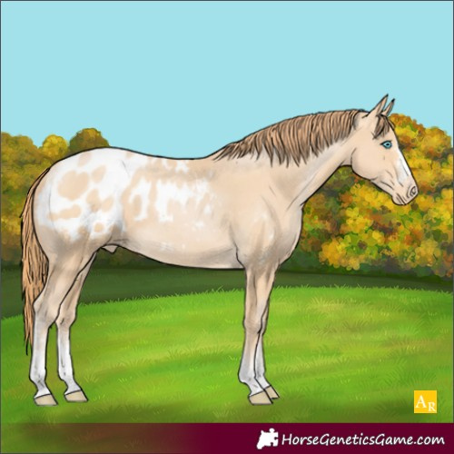 Horse Color:Buckskin Pearl Sabino Appaloosa 