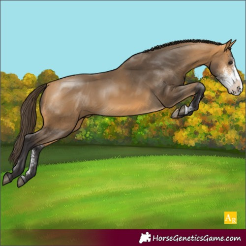 Horse Color:Buckskin Sabino Appaloosa Rabicano 