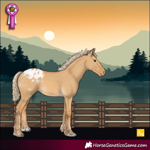 Horse Color:Palomino Dun Appaloosa 