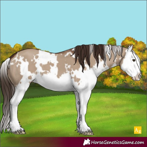Horse Color:White Spotted Liver Red Dun Splash Appaloosa 