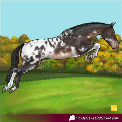 Horse Color:White Spotted Brown Tobiano Appaloosa Rabicano