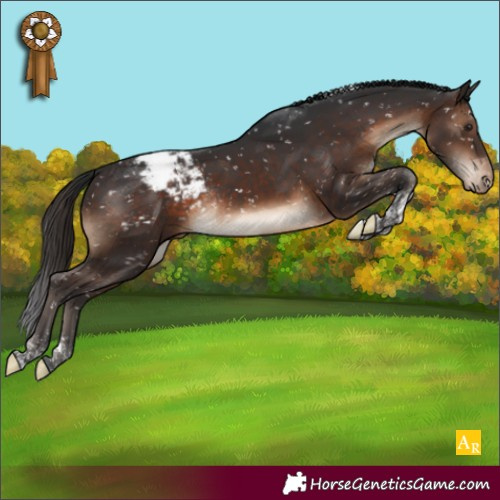 Horse Color:Brown Tobiano Appaloosa Rabicano