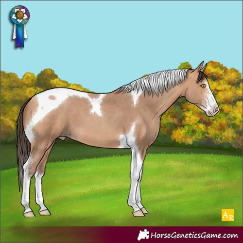 Horse Color:Amber Champagne Sabino Tobiano 