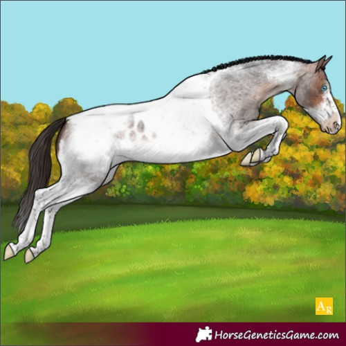 Horse Color:Bay Roan Tobiano Frame Appaloosa