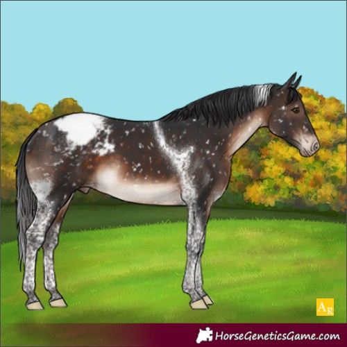 Horse Color:Brown Mushroom Tobiano Appaloosa 