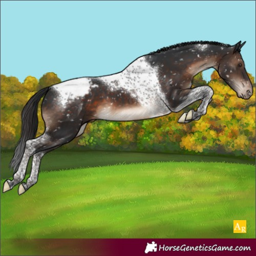 Horse Color:Brown Tobiano Appaloosa 