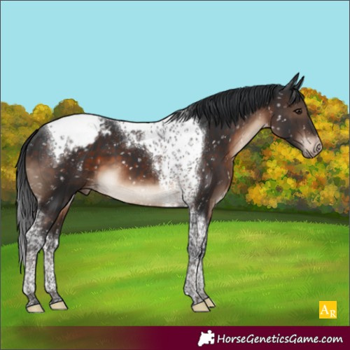 Horse Color:Brown Tobiano Appaloosa 