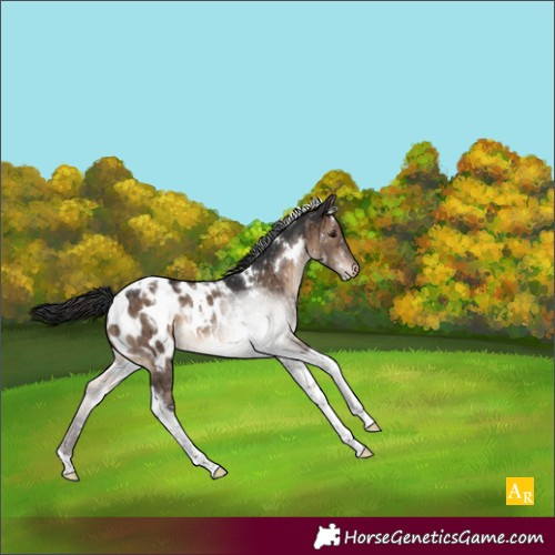 Horse Color:White Spotted Brown Dun Tobiano Appaloosa Brindle