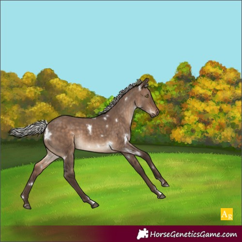 Horse Color:White Spotted Silver Brown Dun
