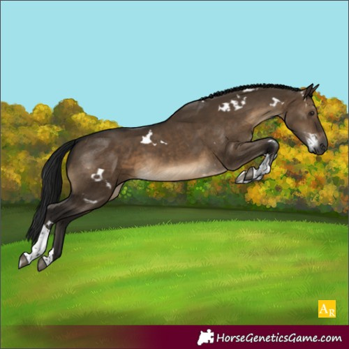 Horse Color:Gray White Spotted Brown Dun Tobiano