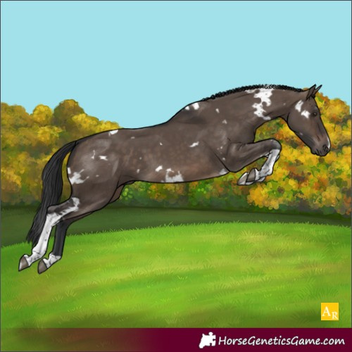 Horse Color:White Spotted Brown Dun Tobiano