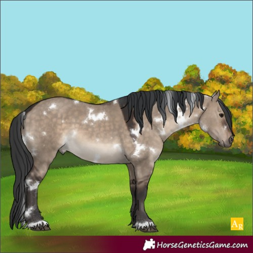 Horse Color:White Spotted Brown Dun