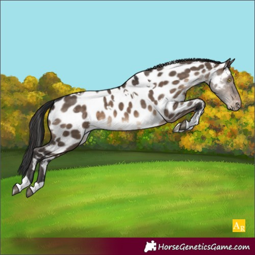 Horse Color:White Spotted Brown Dun Tobiano Appaloosa 