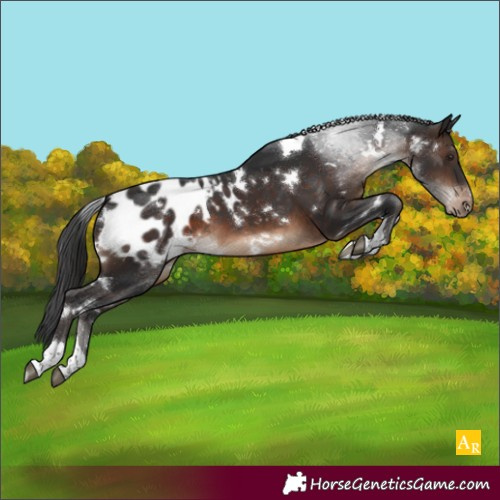 Horse Color:White Spotted Brown Tobiano Appaloosa 