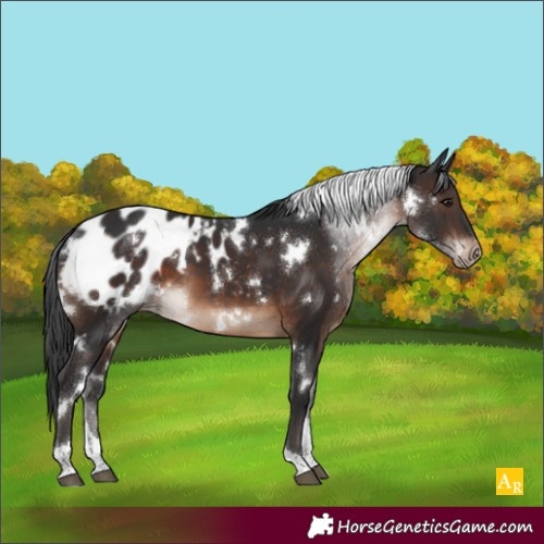Horse Color:White Spotted Brown Tobiano Appaloosa 