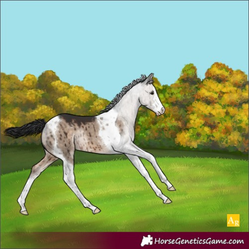 Horse Color:White Spotted Brown Dun Tobiano Brindle 