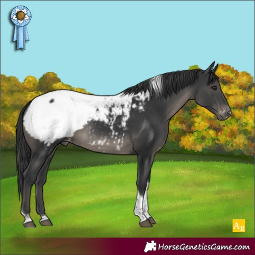 Horse Color:Black Tobiano Appaloosa 