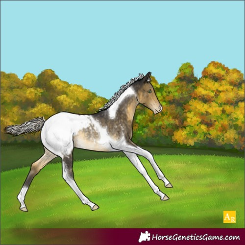 Horse Color:Silver Buckskin Mushroom Tobiano Appaloosa Rabicano 