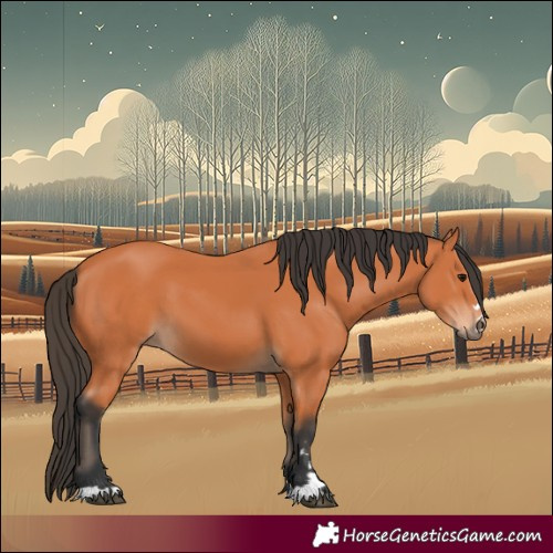 Horse Color:Bay 