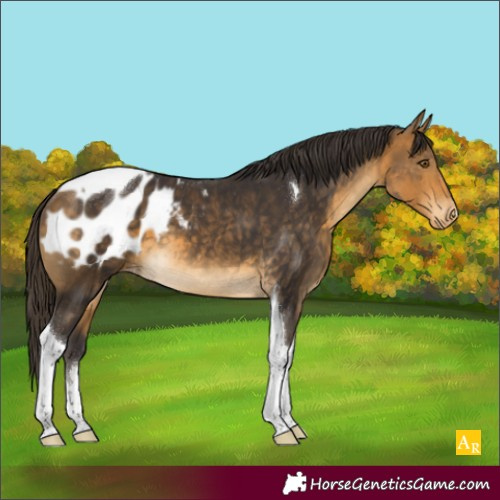 Horse Color:Buckskin Tobiano Appaloosa 