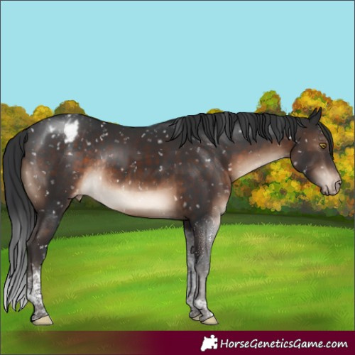 Horse Color:Brown Tobiano Appaloosa Rabicano 