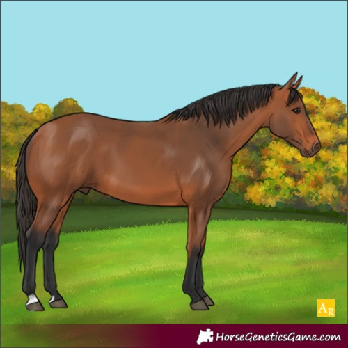 Horse Color:Bay 