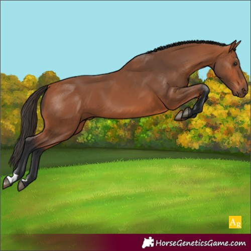 Horse Color:Bay 