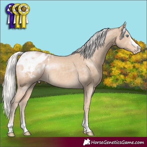 Horse Color:Silver Perlino Appaloosa Rabicano 