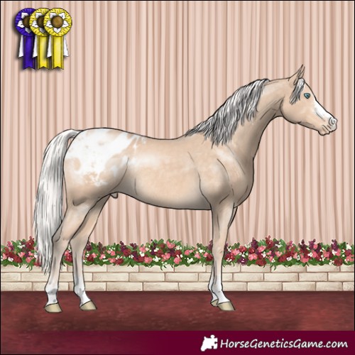 Horse Color:Silver Perlino Appaloosa Rabicano