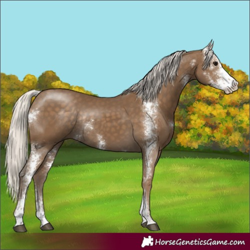 Horse Color:Silver Smoky Black Sabino Rabicano