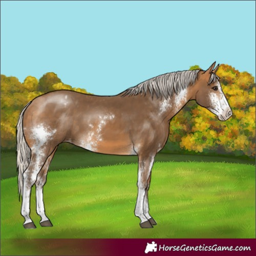 Horse Color:Silver Buckskin Sabino Appaloosa