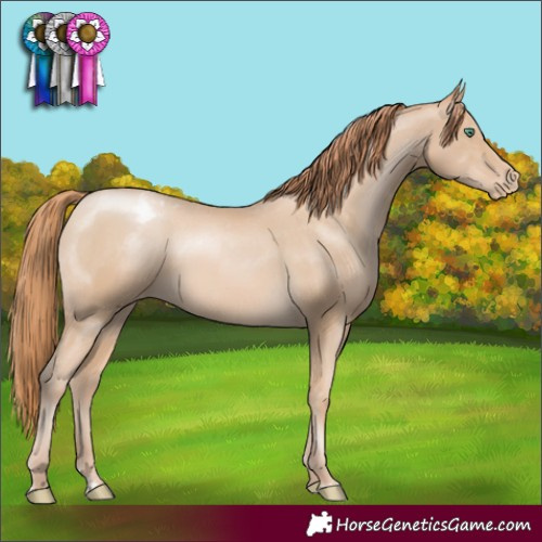 Horse Color:Smoky Black Pearl Appaloosa 