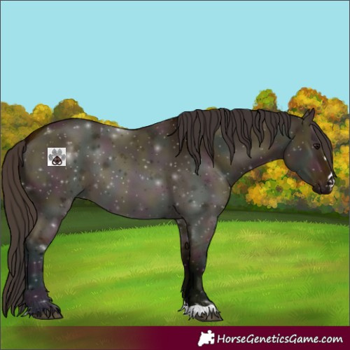 Horse Color:Midnight Bay Dun 