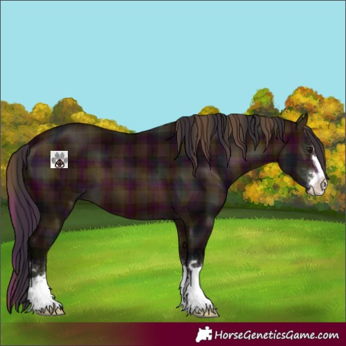 Horse Color:Plaid Midnight Bay