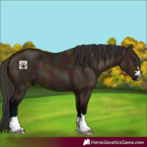 Horse Color:Midnight Bay Dun 